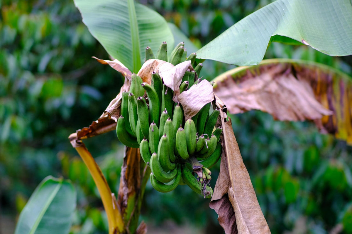Revolutionize Your Wardrobe: From Farm to Fashion - AYRA
