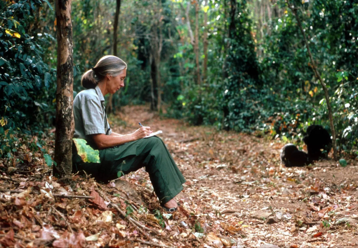 Sustainable Fashion ! Learn From Dr. Jane Goodall - AYRA